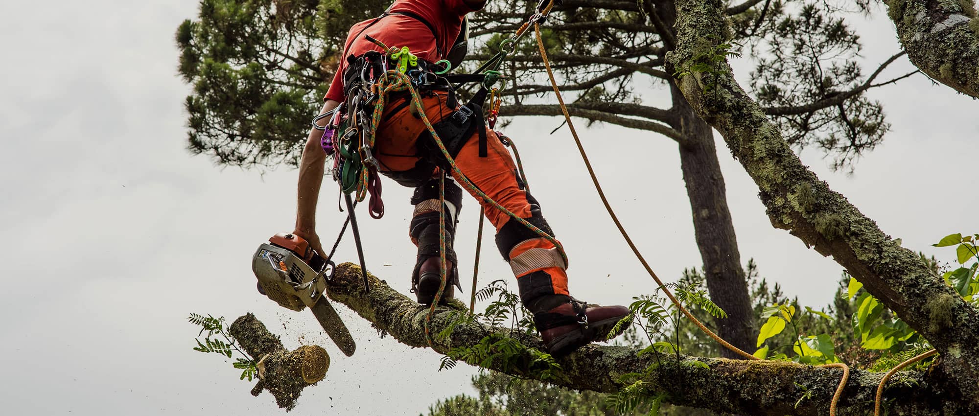 Tree surgeon working with chainsaw in Wrexham