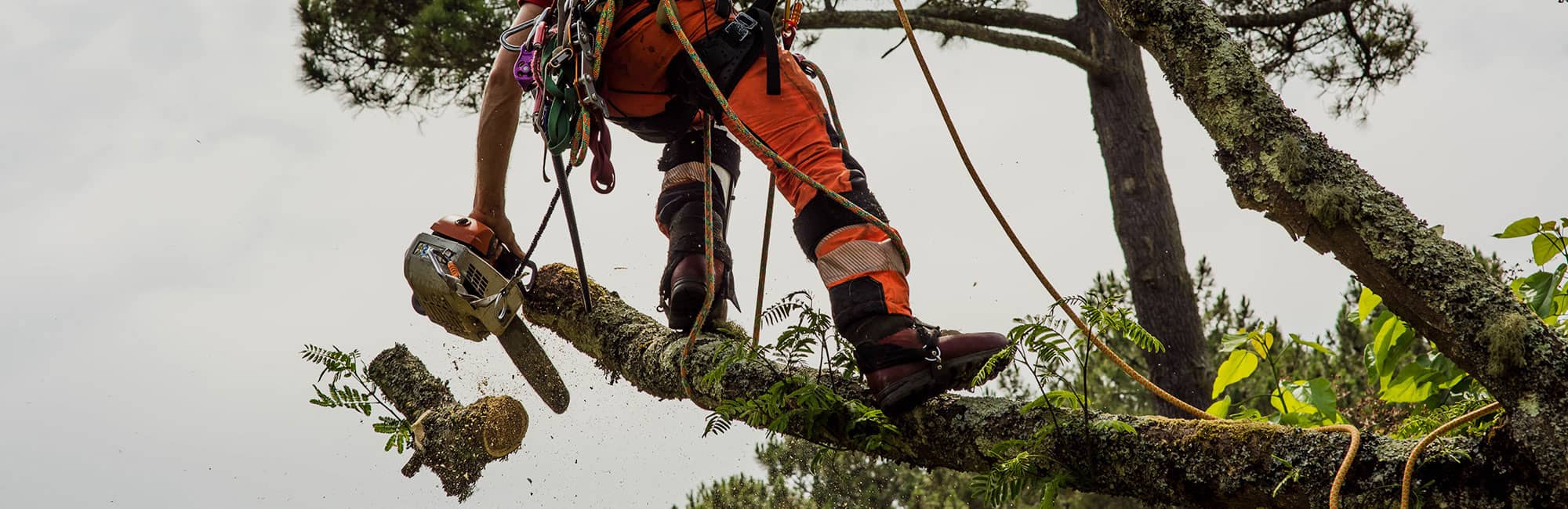 Tree surgeon in Chester