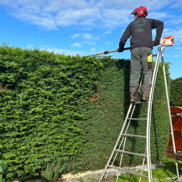 Hedge maintenance