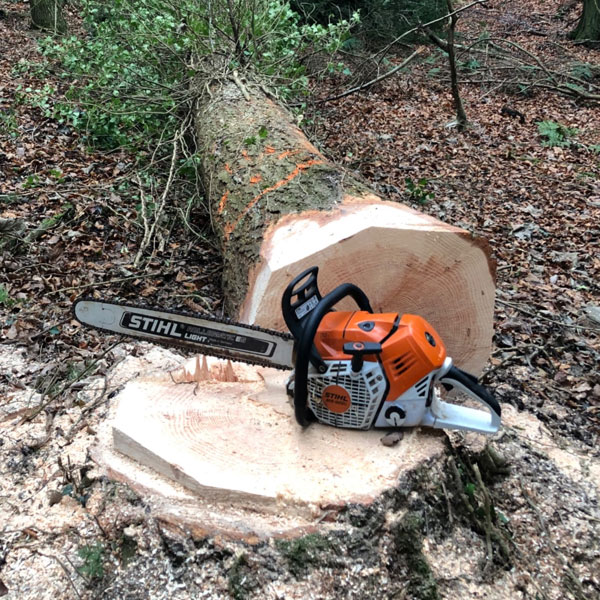 Cutting down tree with chainsaw