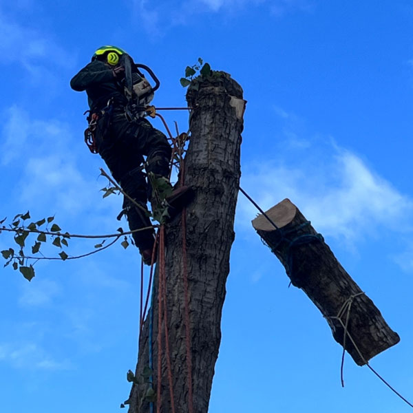 Cutting down a tree in Wrexham