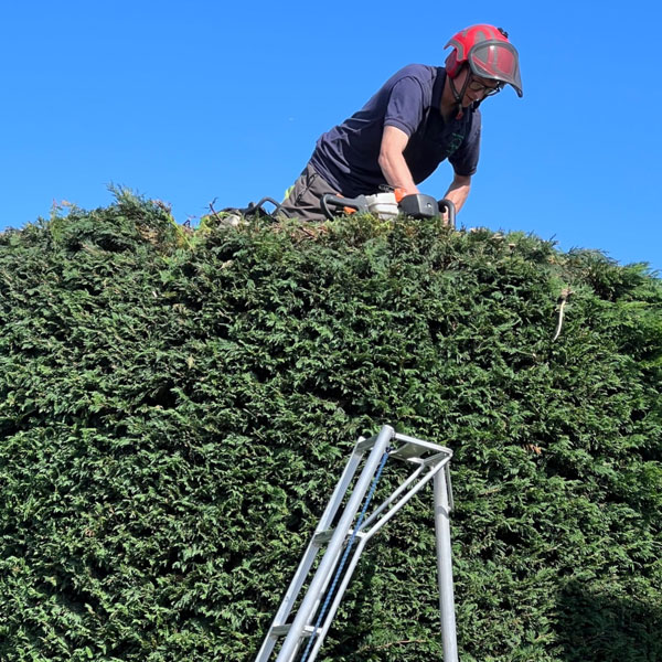 Cutting hedge at domestic property