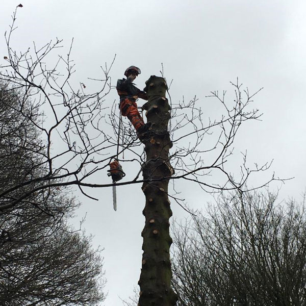 Tree surgeon at top of tree near Wrexham