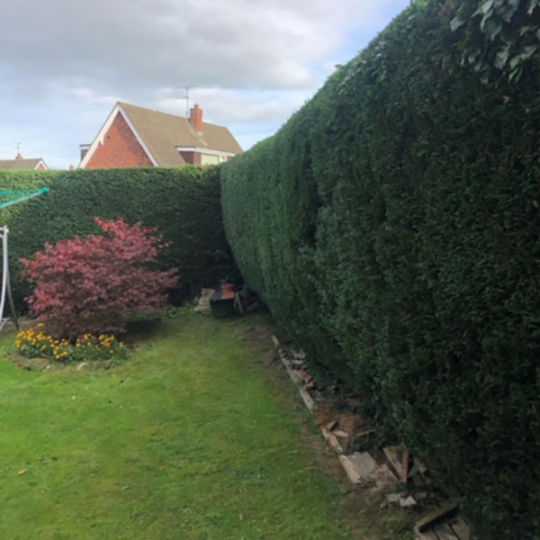 After photo of hedge maintenance