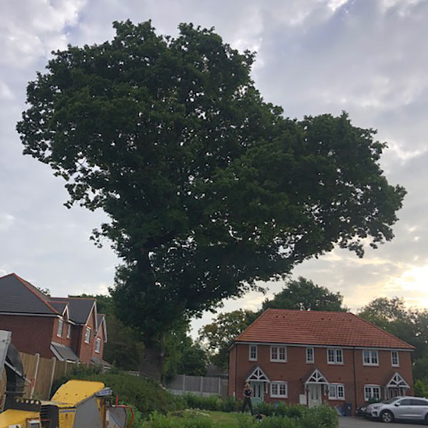 Before photo of oak tree crown reduction