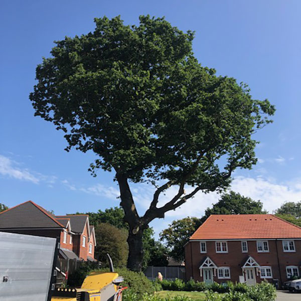 After photo of oak tree crown reduction