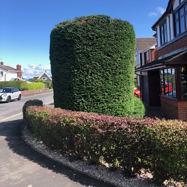 After photo of hedge maintenance