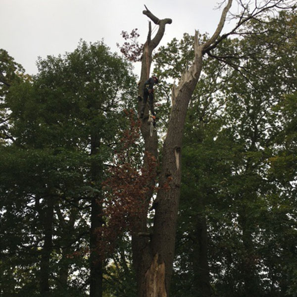 Before photo of oak tree removal