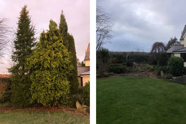 Tree Felling & Removal in Wrexham